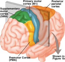 1a A diagram of the structure of the human brain