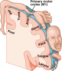 1b A diagram of the anatomy of the head and neck