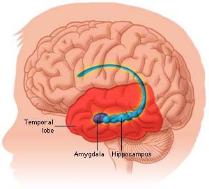 hm A diagram of the human brain