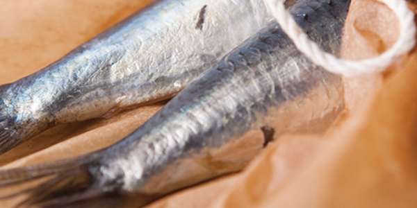sardine A fish on a piece of brown paper