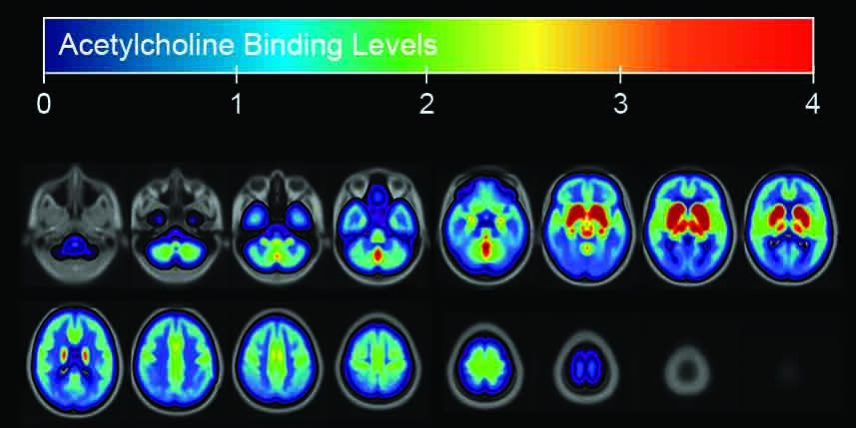 acetylcholineBindingLevels